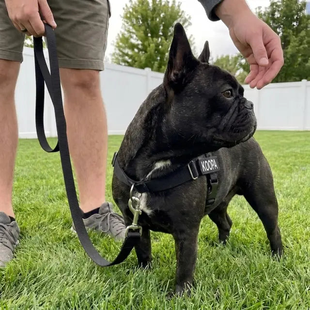 Tom’s dog, photo 1