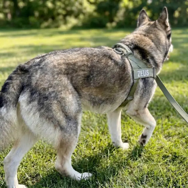Diego’s dog, photo 2