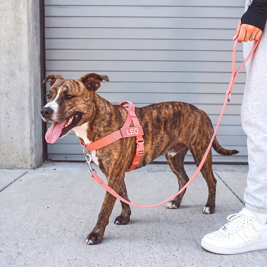 BetterWalk™ No-Pull Harness