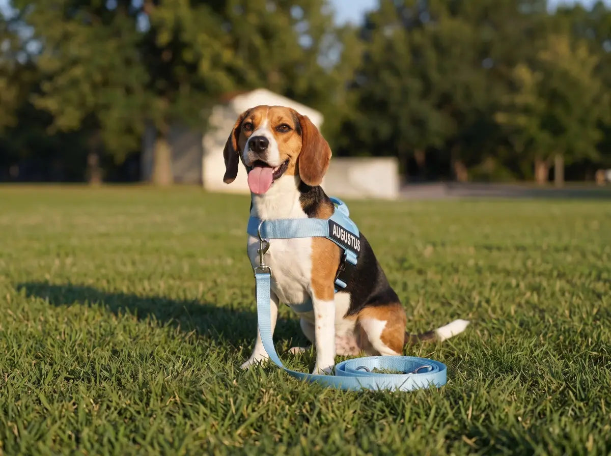 Dog wearing the BetterWalk harness