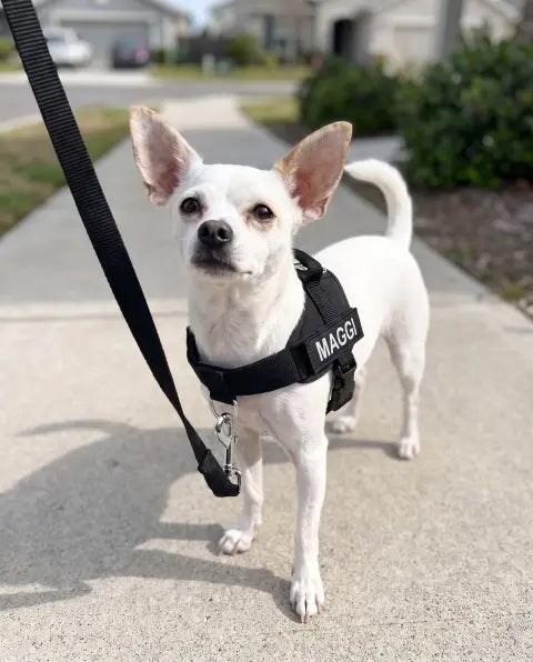 Happy dog in harness