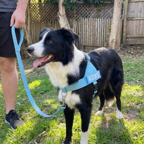 Happy dog in harness