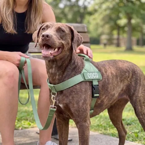 Happy dog in harness