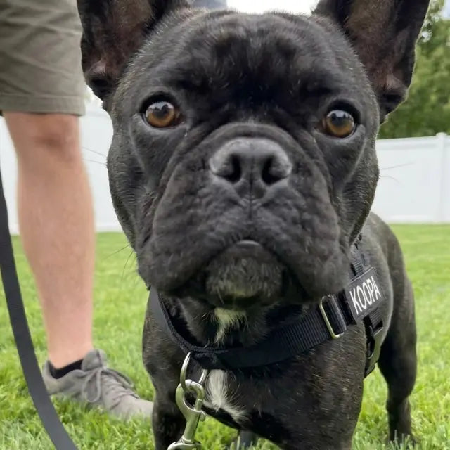 Tom’s dog, photo 2