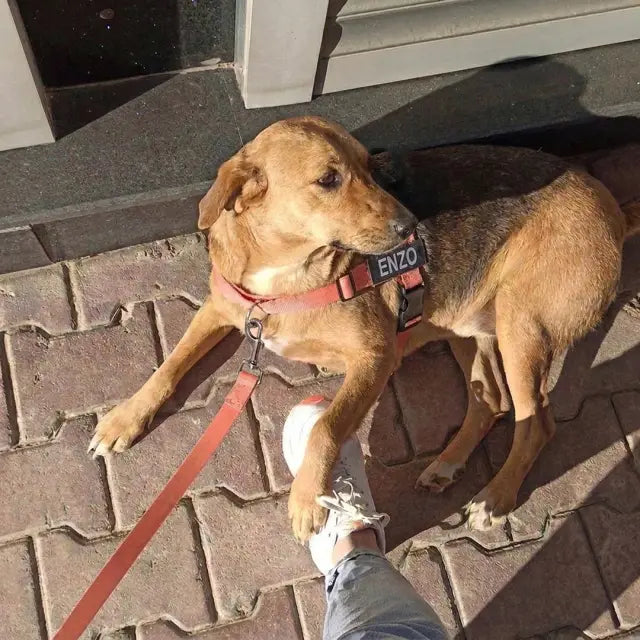Marcus’s dog, photo 1