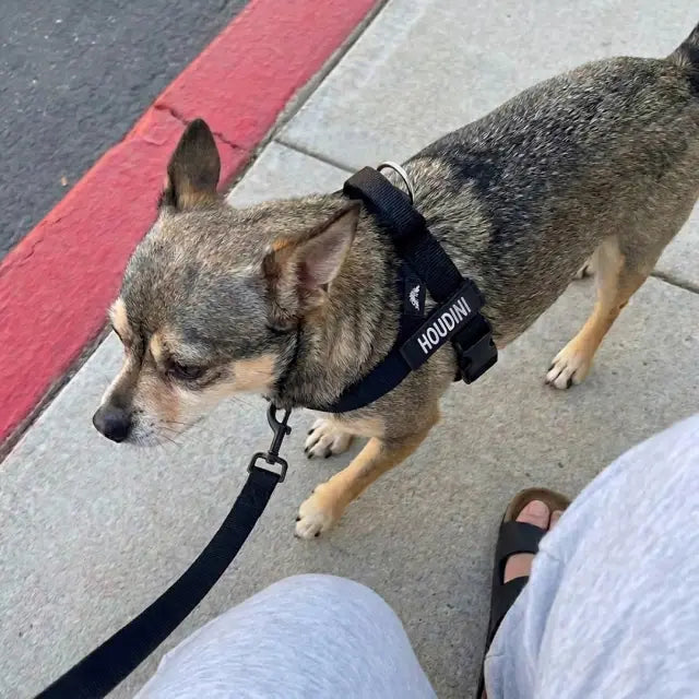 Sophie’s dog, photo 1