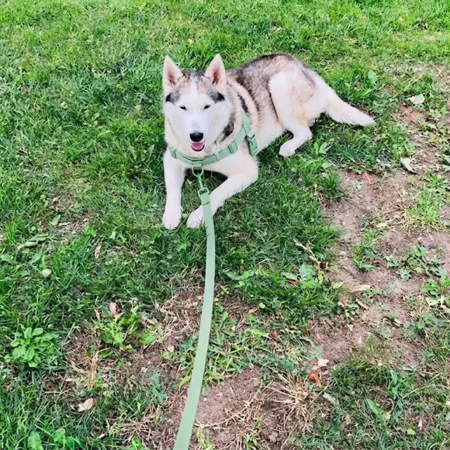 Diego’s dog, photo 1