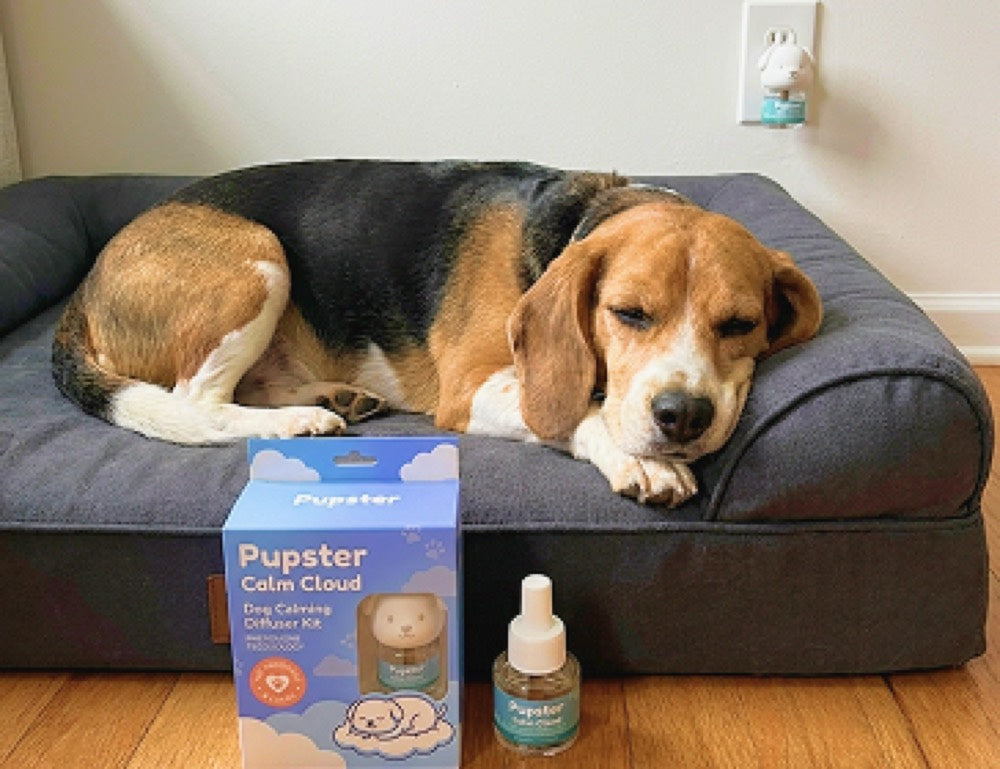 Found a fix for separation anxiety