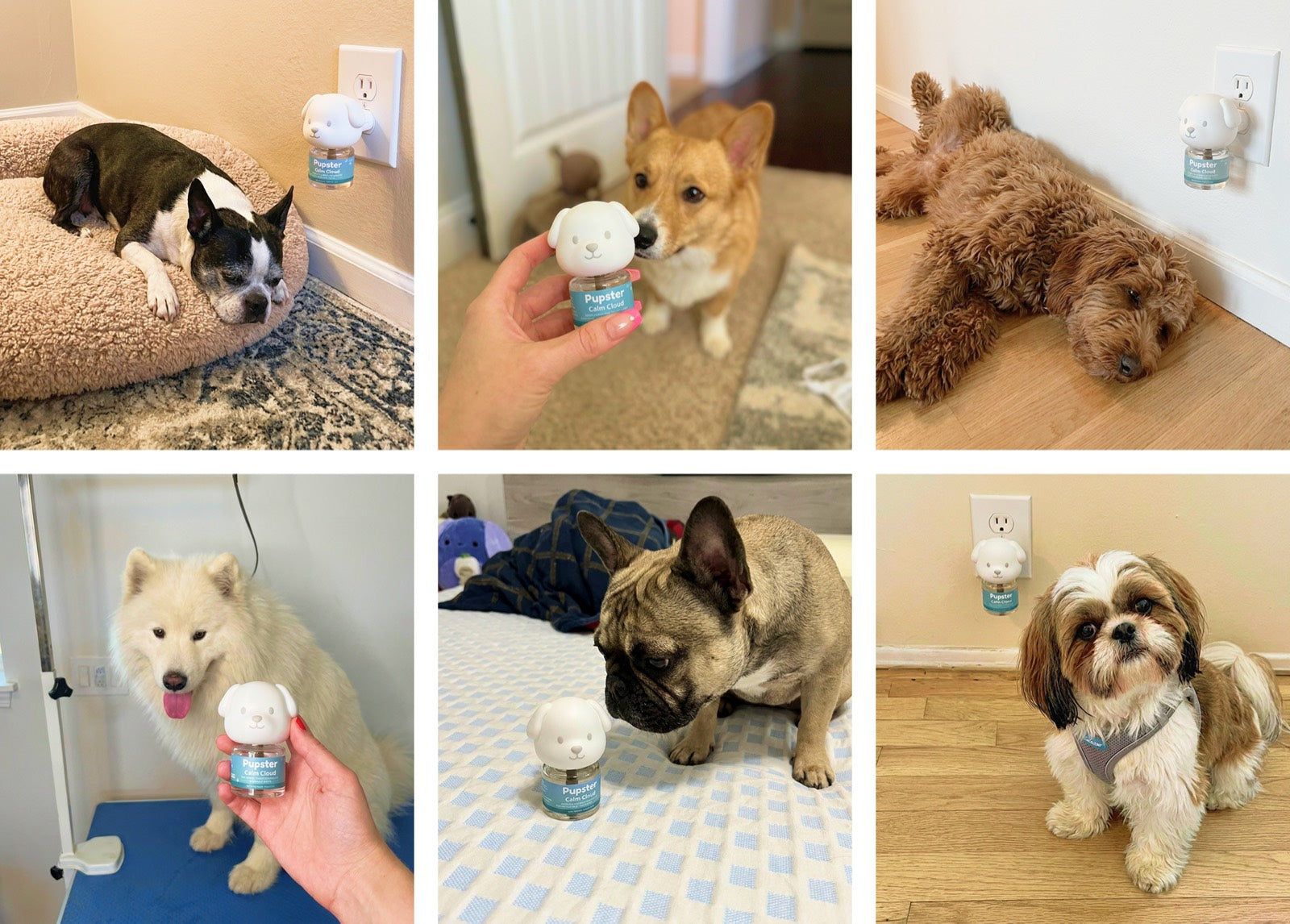 Why vets recommend Pupster for stressed dogs